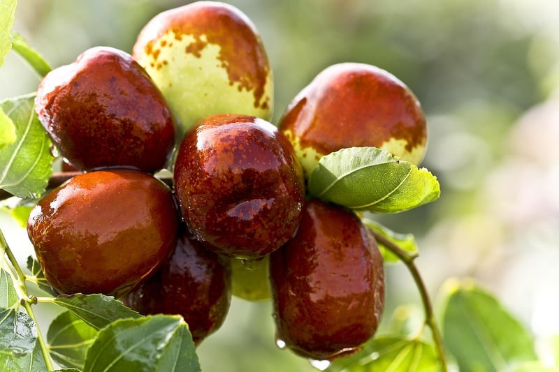 Honeyed Dates